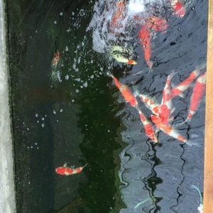 全自動魚池凈化系統(tǒng)