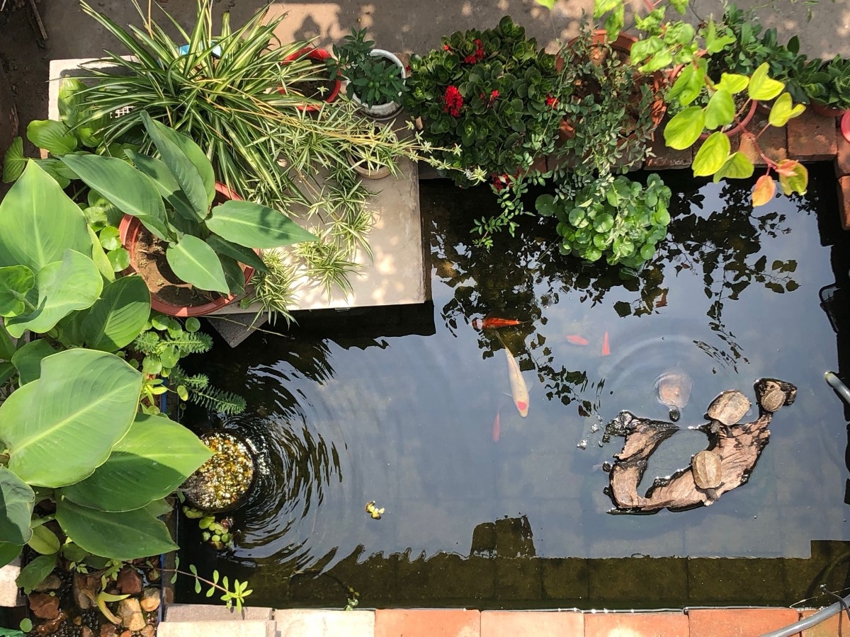 切身體會“魚池文化”，首先選購一款上好的魚池過濾器