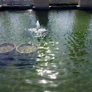 魚池過濾器客戶實(shí)地效果展示